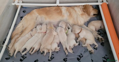 Golden Retriever dogs - Advert 12