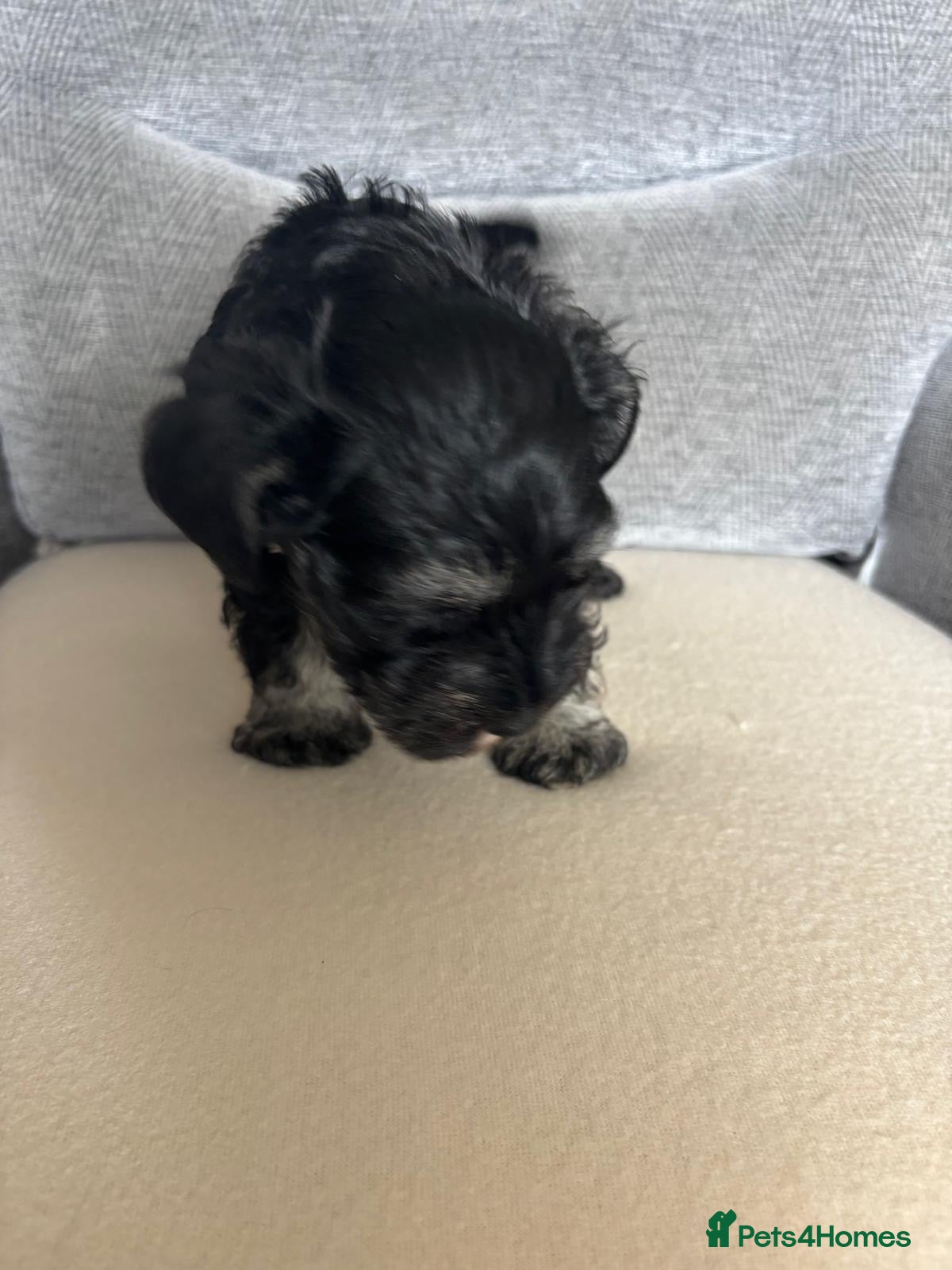 Miniature Schnauzer dogs for sale: Beautiful Miniature Schnauzers  - Advert 13
