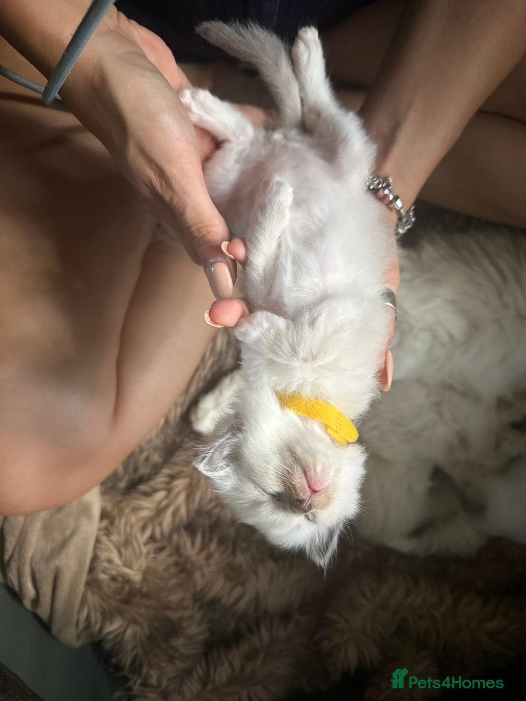 Ragdoll cats for sale: Ragdolls kittens 2 girls & 3 boys  - Image 31