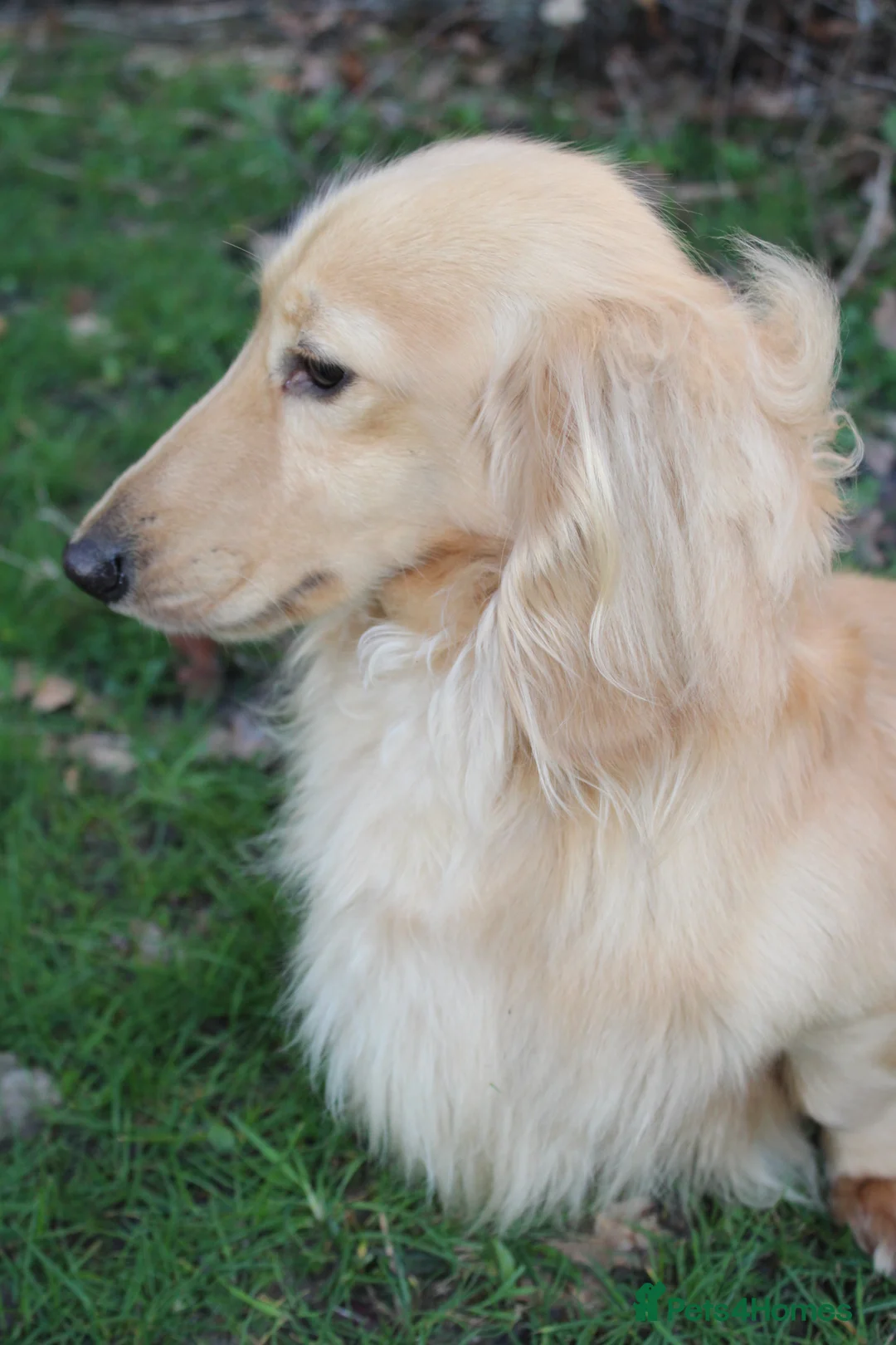 Miniature Dachshund dogs for stud: KC Reg Health Tested Cream Longhaired Dachshund - Advert 2