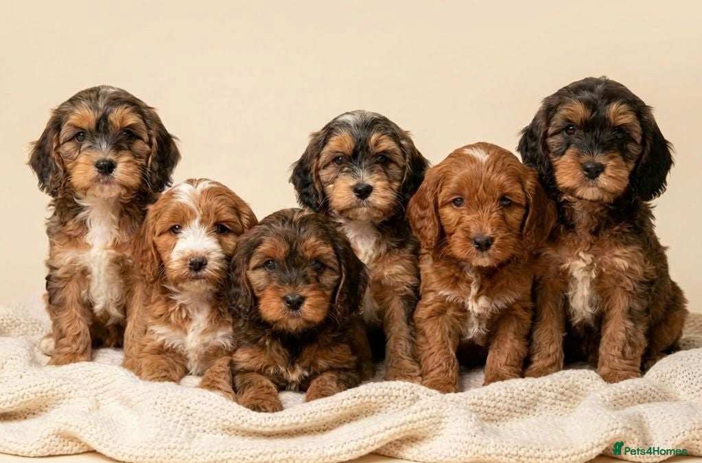 Cockapoo dogs Stunning Cockapoo puppies  - Advert 2