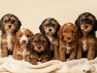 Cockapoo dogs Stunning Cockapoo puppies - Advert 2