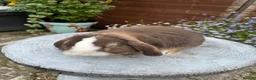 Mini Lop rabbits for sale: Gorgeous mini lop buck ready to go now   - Advert 11