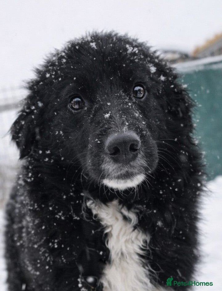 Mixed Breed dogs 🖤 Mark 🖤 -  a Superb young Boy for a Loving Home - Advert 17