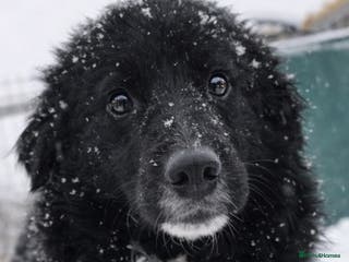 Mixed Breed dogs 🖤 Mark 🖤 - a Superb young Boy for a Loving Home - Advert 18