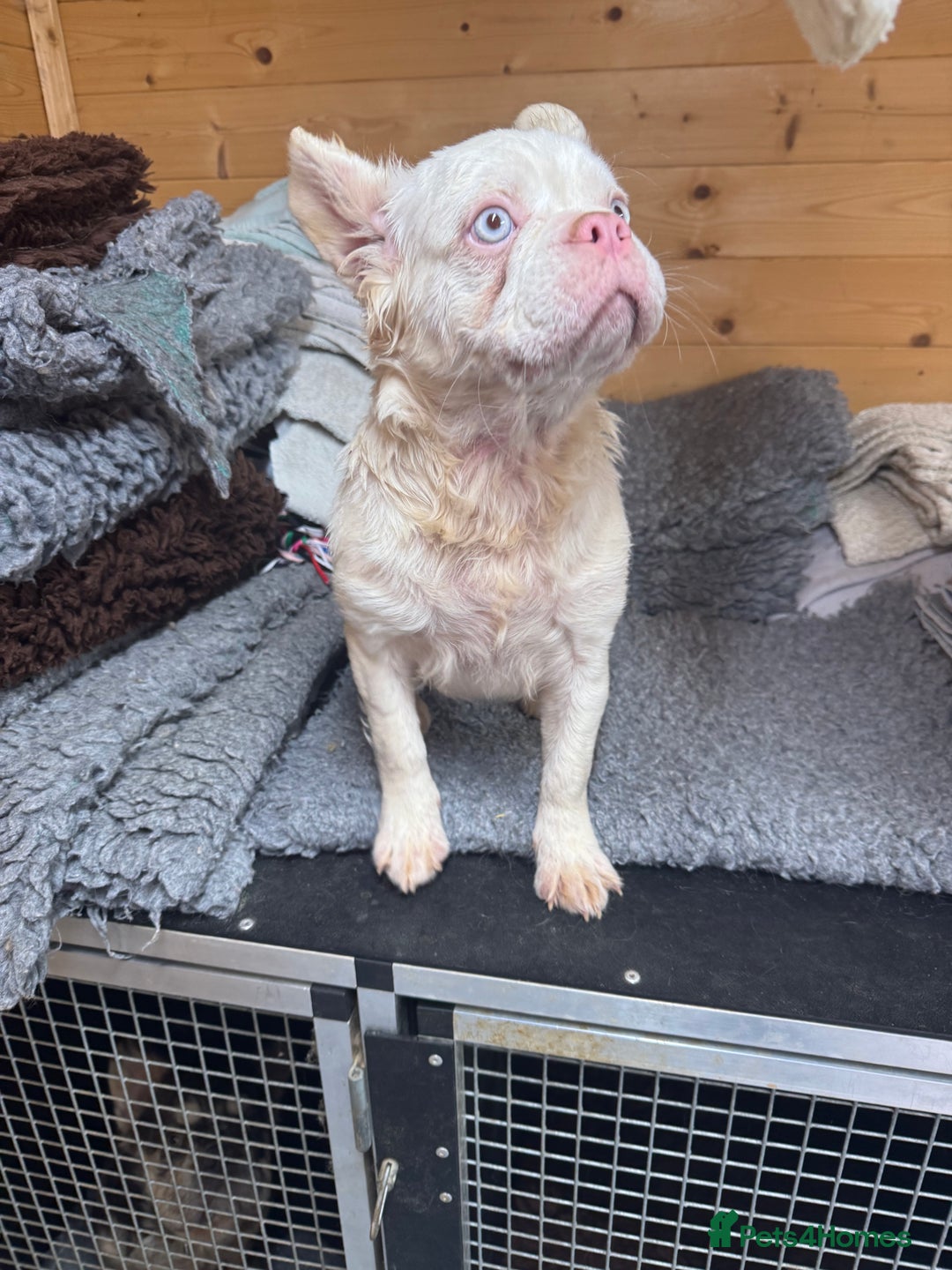 French Bulldog dogs for sale: French bulldog female full fluffy full pink - Advert 5