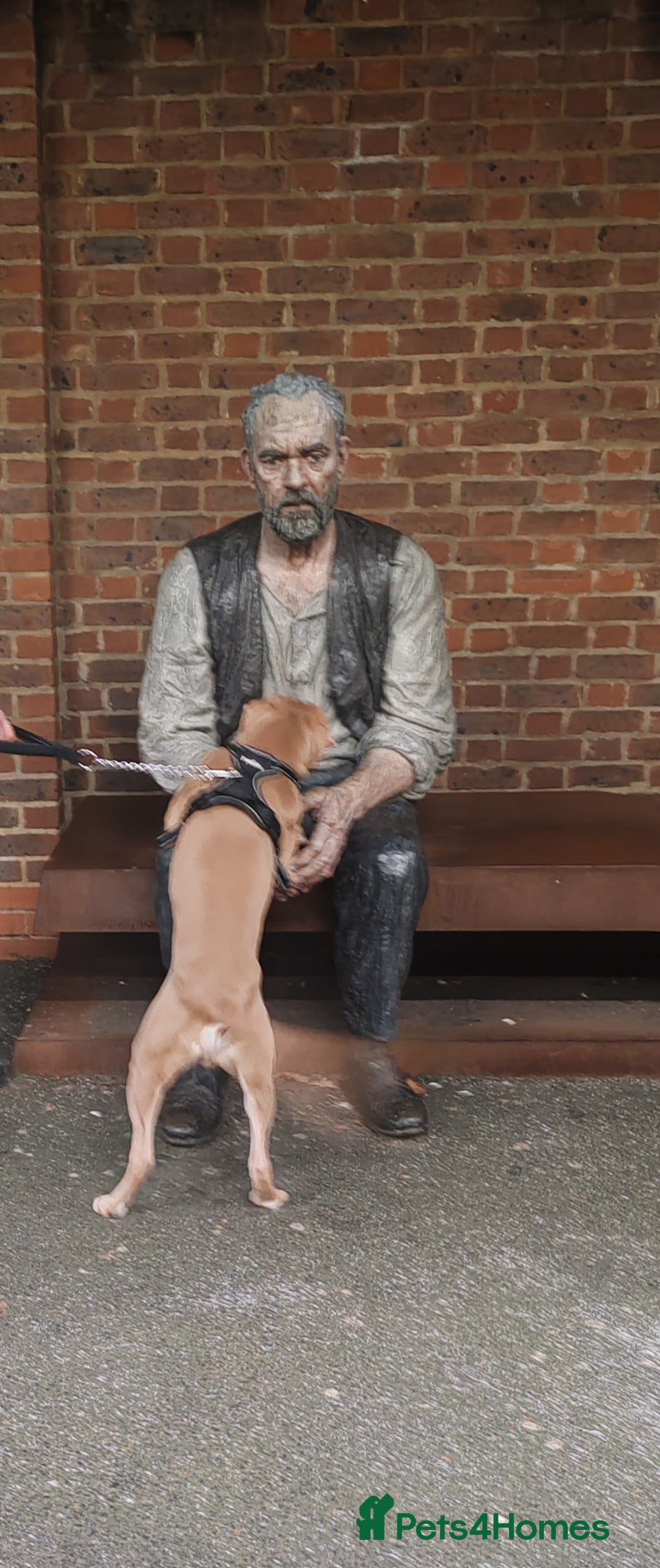 Mixed Breed dogs for sale: 10 month pup looking for forever loving home  - Advert 12