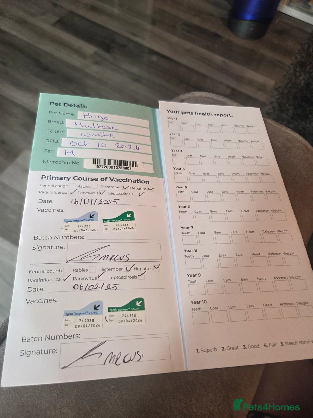 Mixed Breed dogs for sale: Hugo a brilliant and amazing dog in Bristol - Advert 2