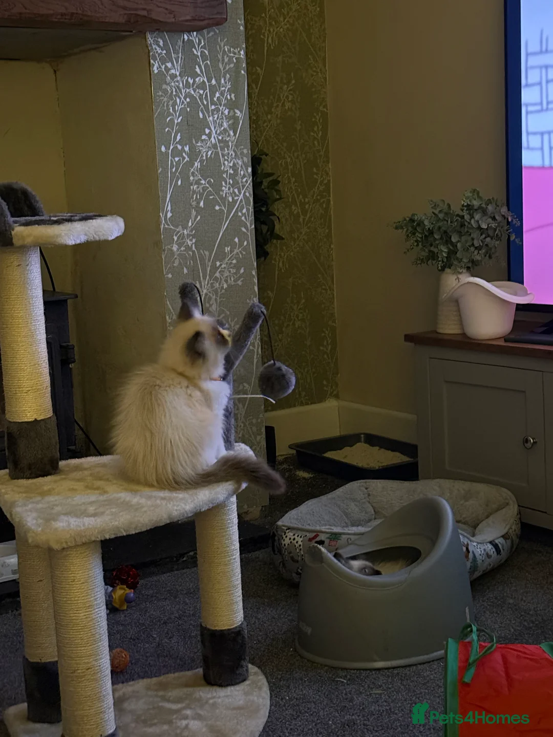 Ragdoll cats for sale: Loving kittens looking for there forever home  - Advert 8