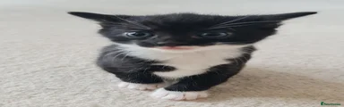 Pingu