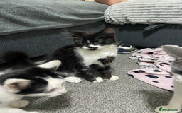 Mixed Breed cats for sale: Kitten - Image 4