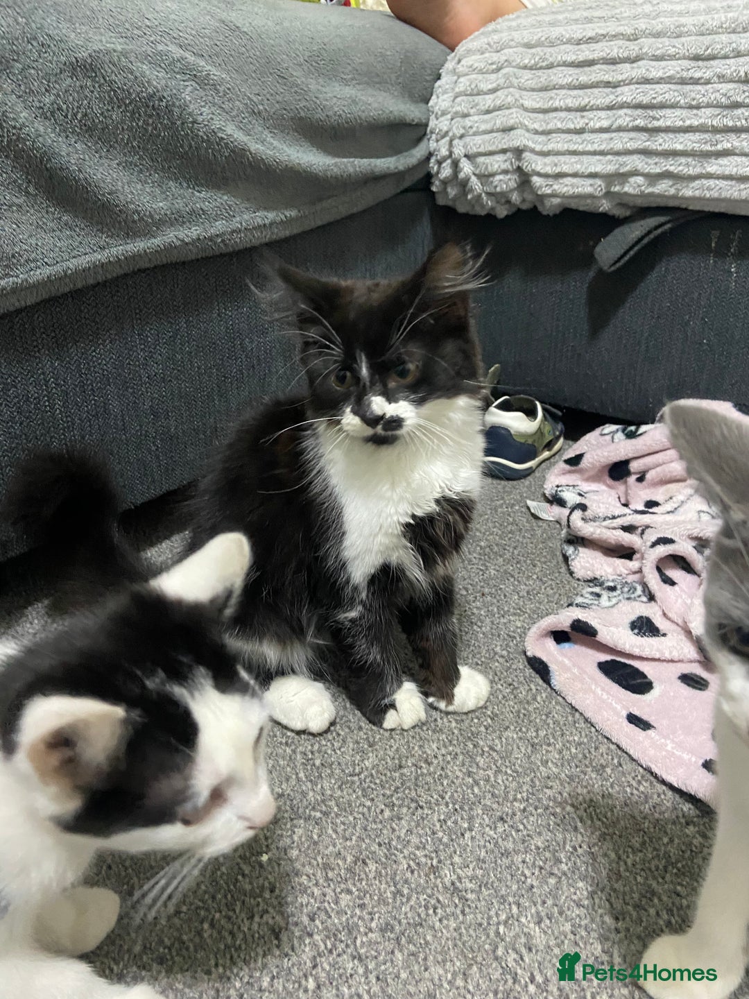 Mixed Breed cats for sale: Kitten - Image 4