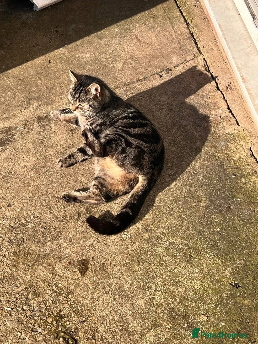 Domestic Shorthair cats for sale: Kitten domestic shorthair, tabby pattern  - Advert 1
