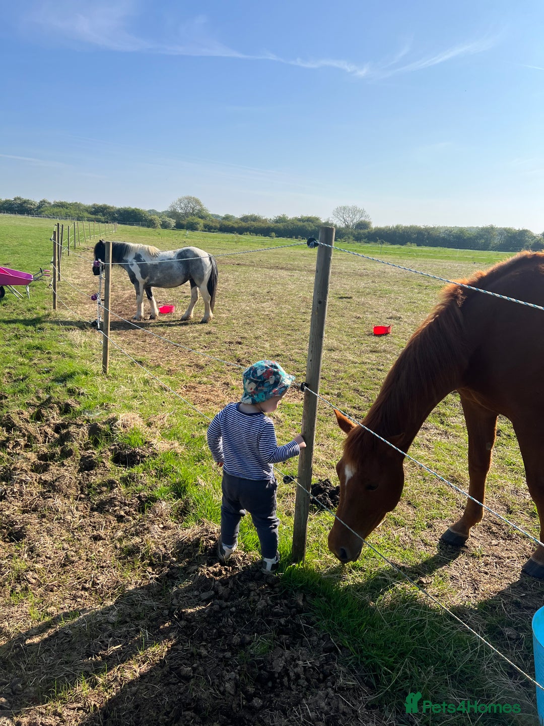 American Quarter horses for sale: 2021 Quarter Horse Mare for Sale - Image 6