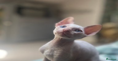 Cornish Rex cats - Advert 11
