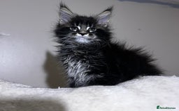 Maine Coon cats for sale: maine coon - Image 4
