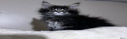 Maine Coon cats for sale: maine coon - Advert 6