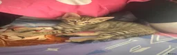 Mixed Breed cats for sale: Beautiful female  tabby needs a loving home  - Advert 7