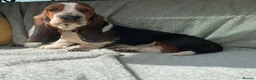 Basset Hound dogs for sale: Beautiful Basset Hound Puppies - Advert 3