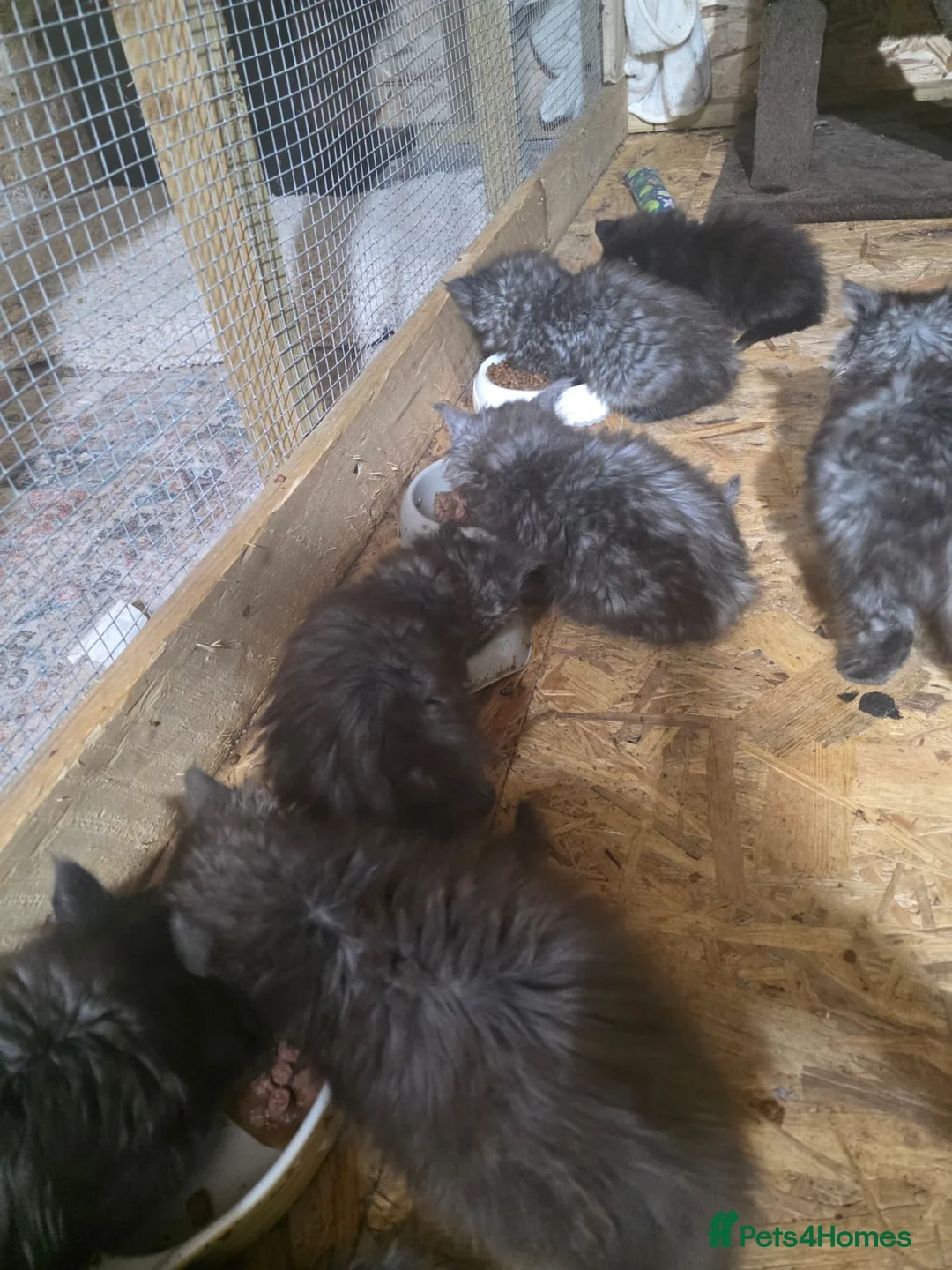 Maine Coon cats for sale: Pure Breed Maine Coone Kittens - Advert 16