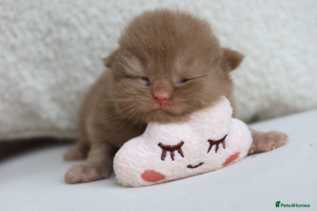 British Shorthair cats for sale: British Shorthair Kittens - Registered & Licensed - Image 7