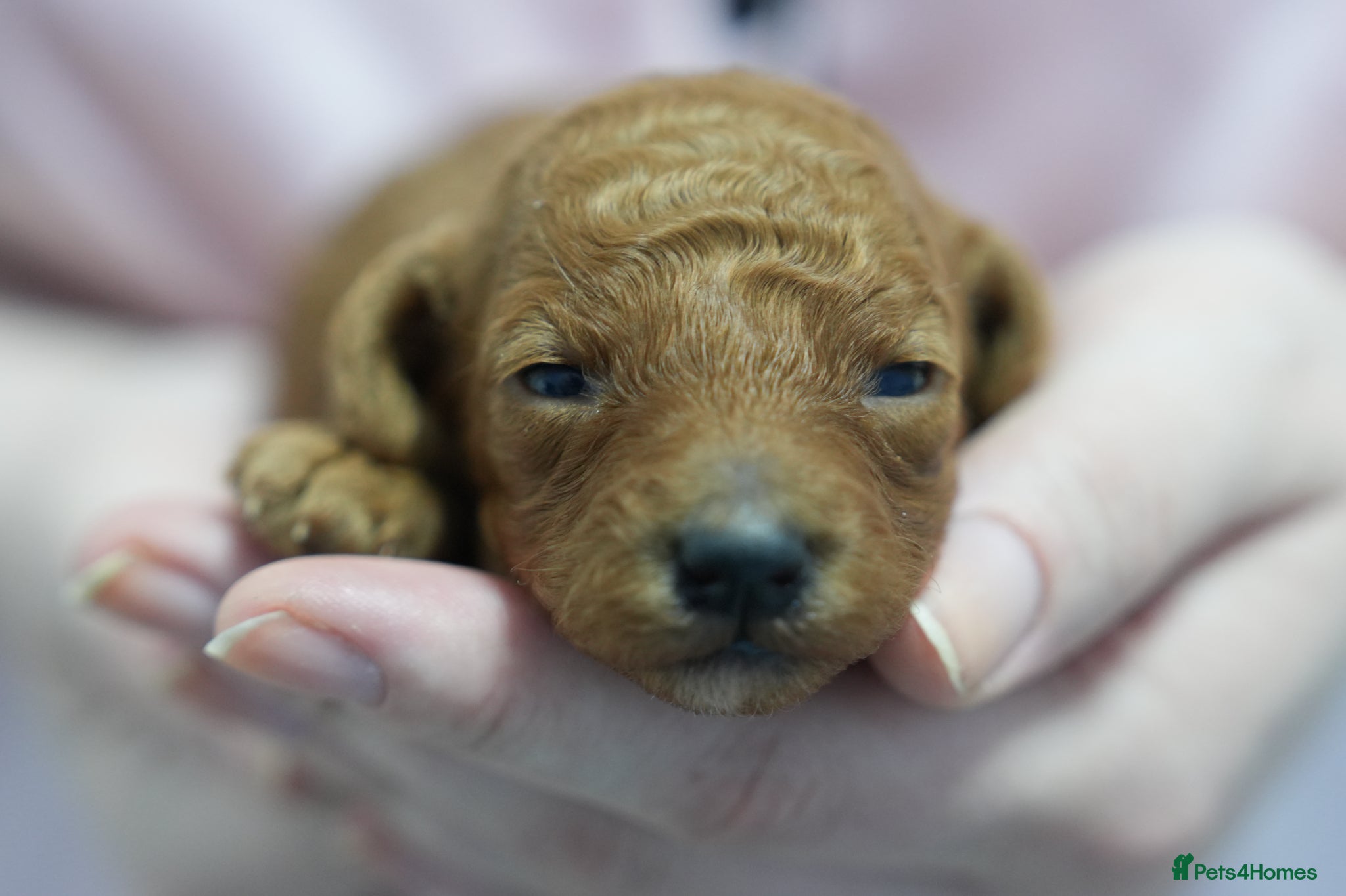 Mixed Breed dogs TOY X MINIATURE POODLE PUPPIES - RED - Advert 17