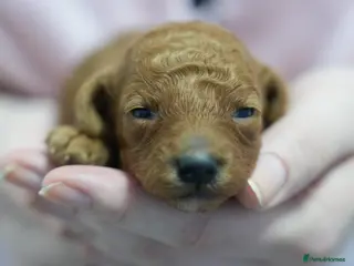 Mixed Breed dogs TOY X MINIATURE POODLE PUPPIES - RED - Advert 17