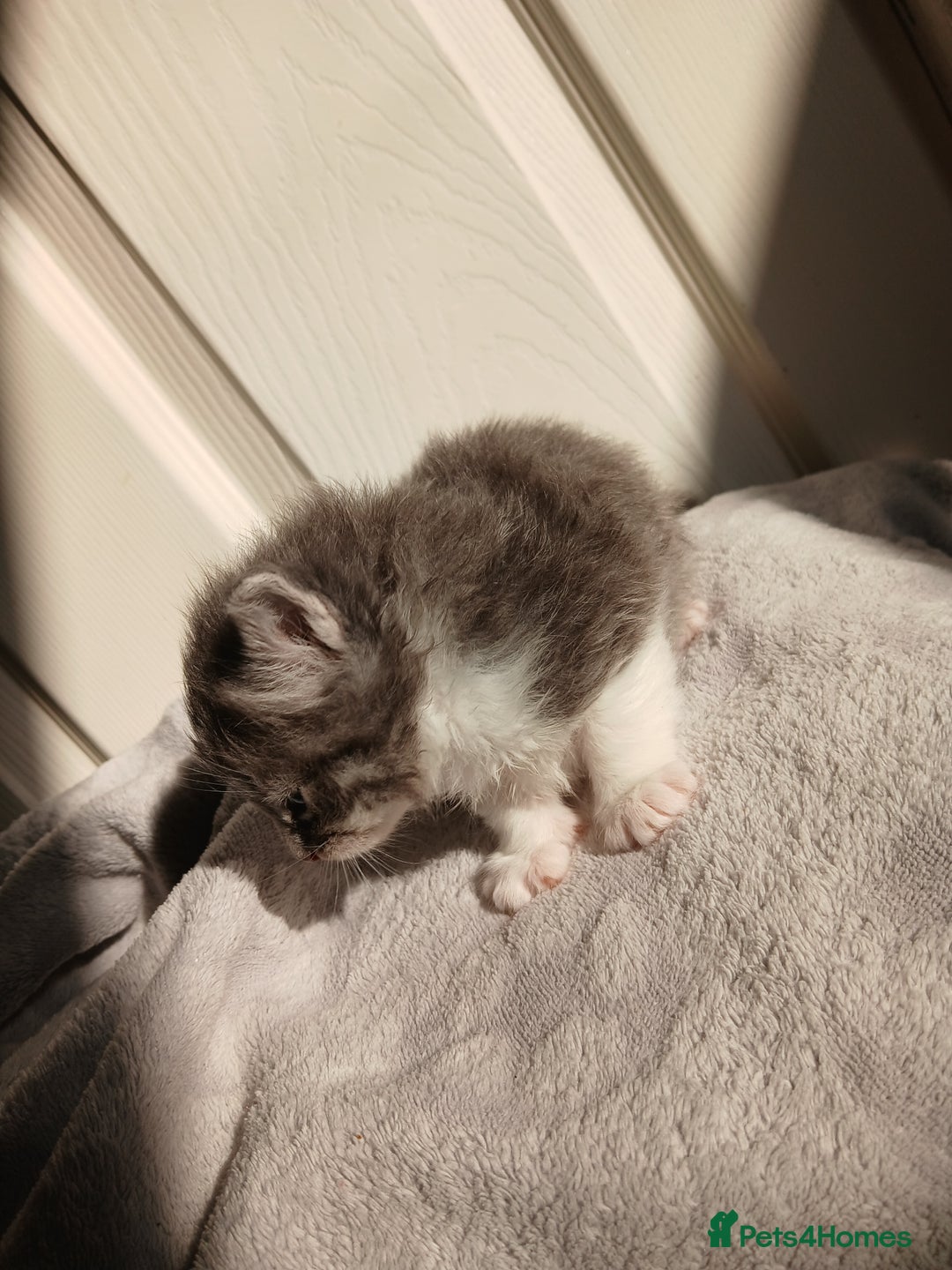 Russian Blue cats for sale: Russain blue x Maine coon Kittens for Sale - Image 4