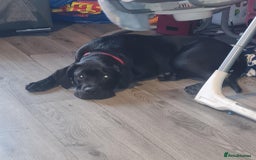Cane Corso dogs for sale: Beautiful female cane corso puppy - Image 3