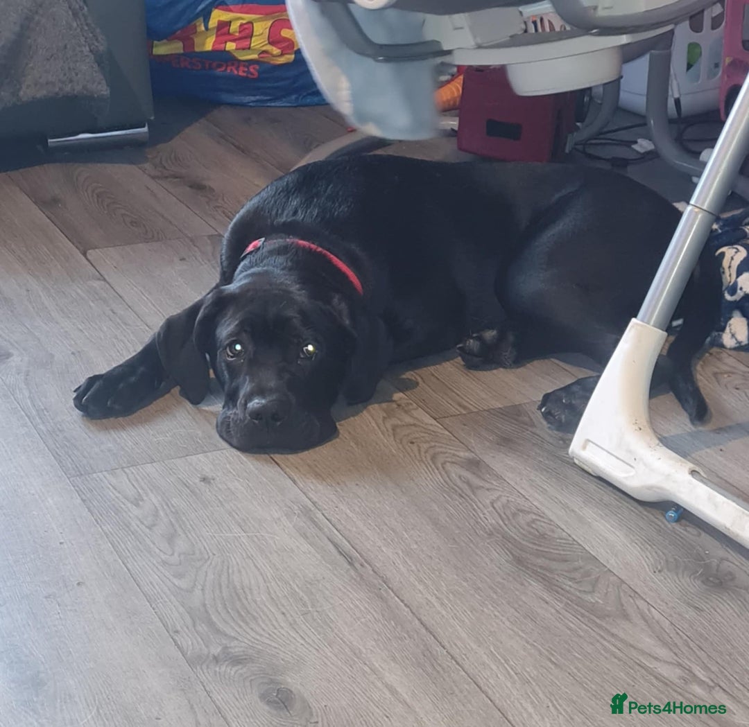 Cane Corso dogs for sale: Beautiful female cane corso puppy - Image 3