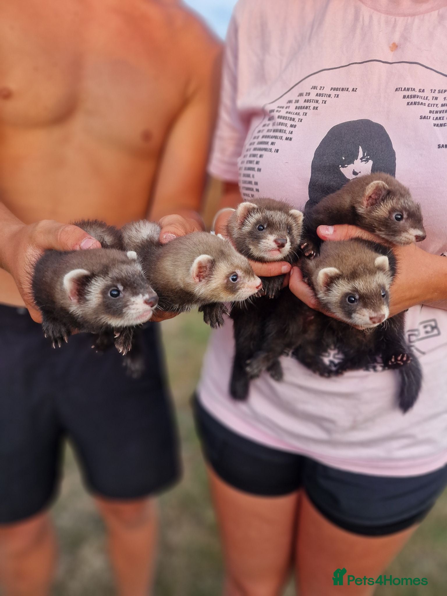 Ferret rodents Ferrets for sale - Advert 2