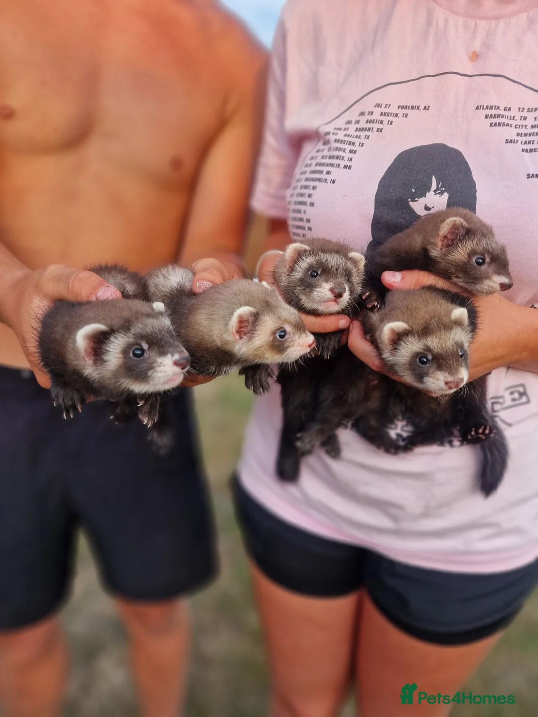 Ferret rodents for sale: Ferrets for sale - Advert 2
