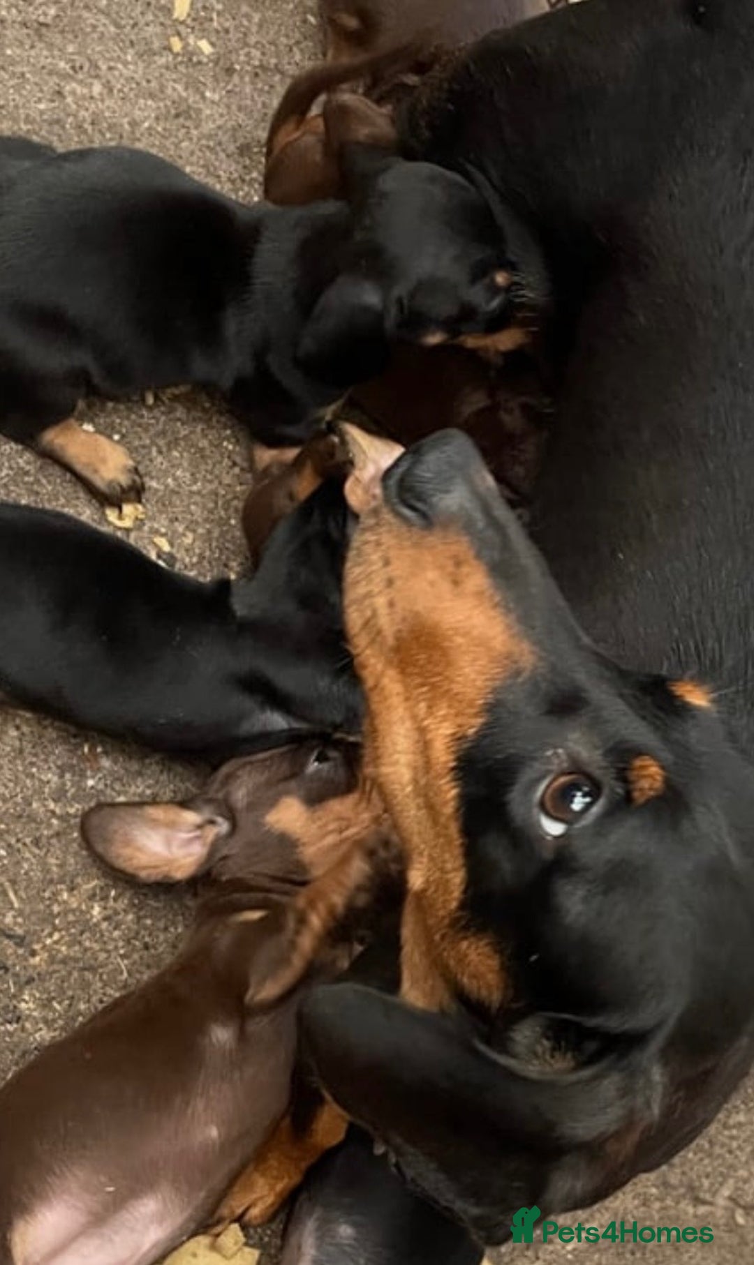 Miniature Dachshund dogs for sale: Miniature dachshund puppies  - Advert 10