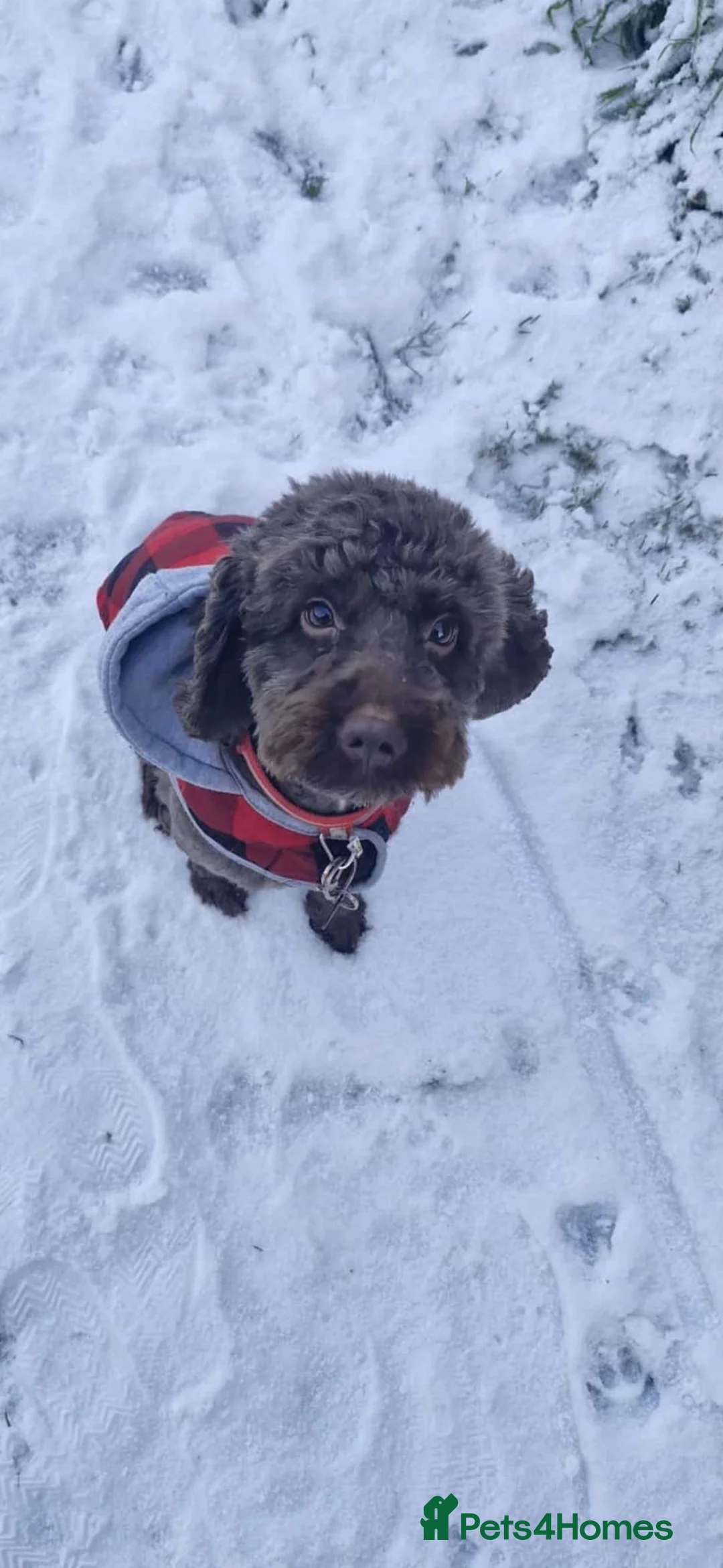 Cockapoo dogs for stud: Cockapoo stud in Runcorn - Advert 1