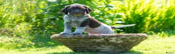 German Wirehaired Pointer dogs for sale: 1ST VACC GIVEN, HEALTH CHECKED KC REG GWP PUPS  - Advert 12