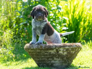 German Wirehaired Pointer dogs BEAUTIFUL HEALTHY KC REGISTERED GWP PUPS - Advert 4