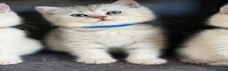 British Shorthair cats for sale: British sh kittens Golden point TICA - Advert 10
