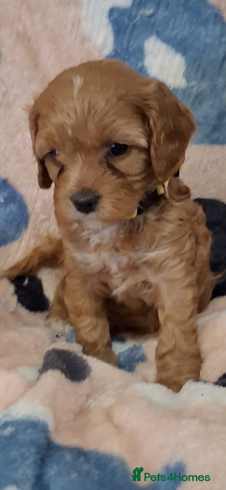 Cavapoo dogs Extensively health tested f1 cavapoos - Advert 1