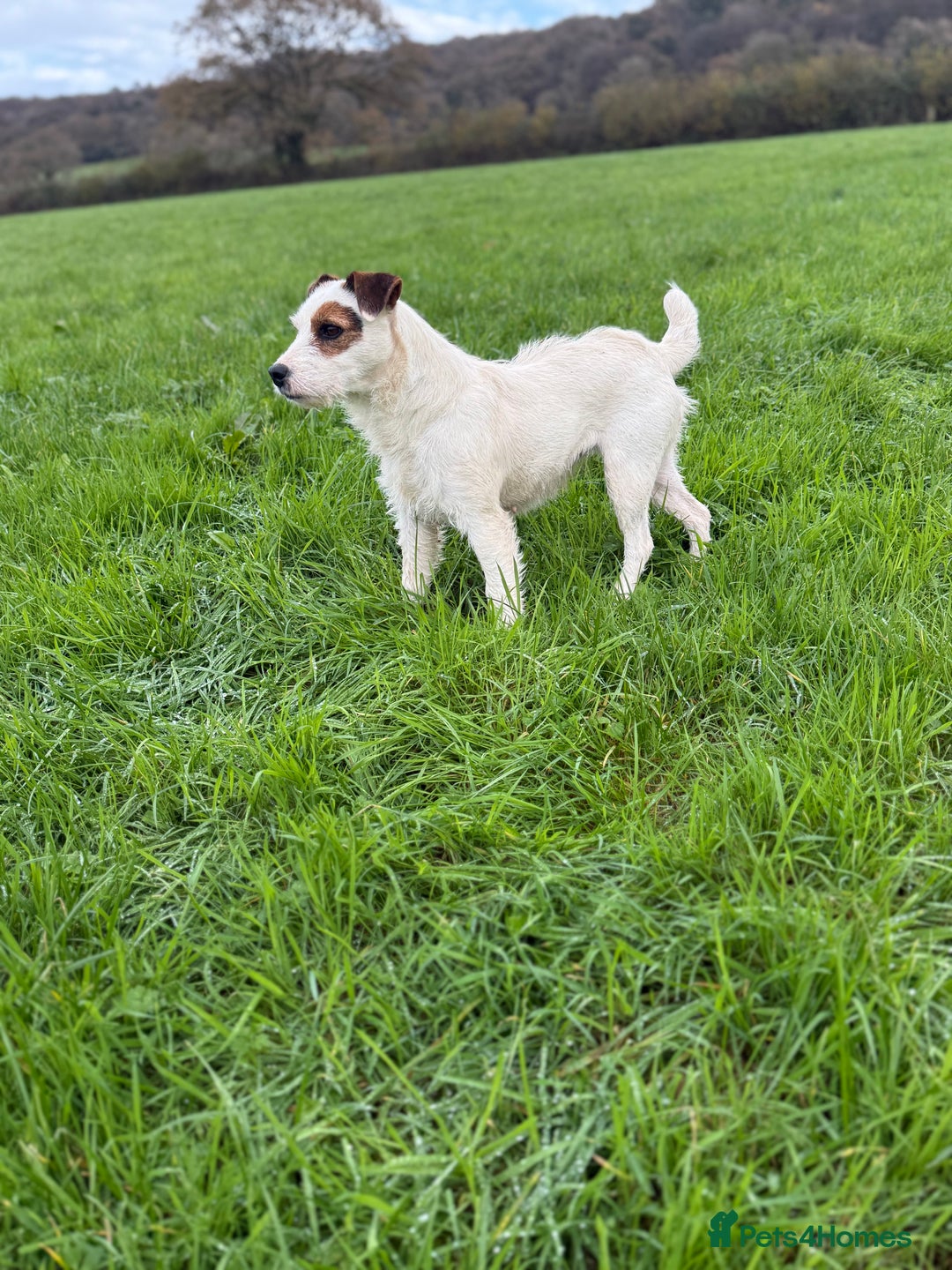 Jack Russell dogs for sale: Jack Russell Puppies - Advert 7