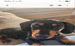 Miniature Dachshund dogs for sale: Mini Daschund - Image 3