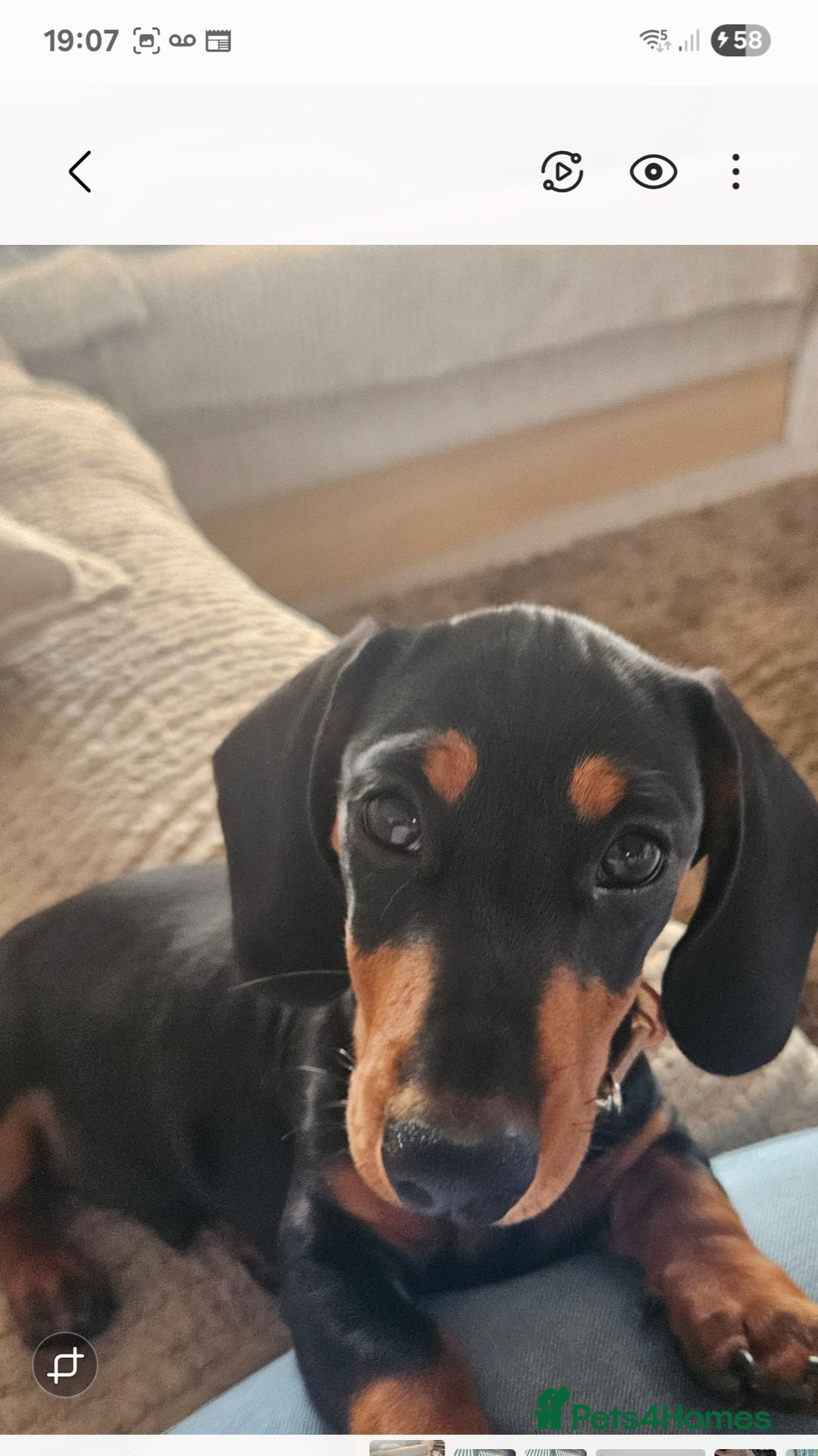 Miniature Dachshund dogs for sale: Mini Daschund - Image 3
