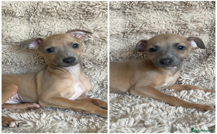 Italian Greyhound dogs - Advert 1