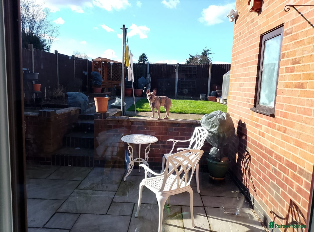 French Bulldog dogs for sale: 2 Year old male Blue Merle Frenchie - Image 6