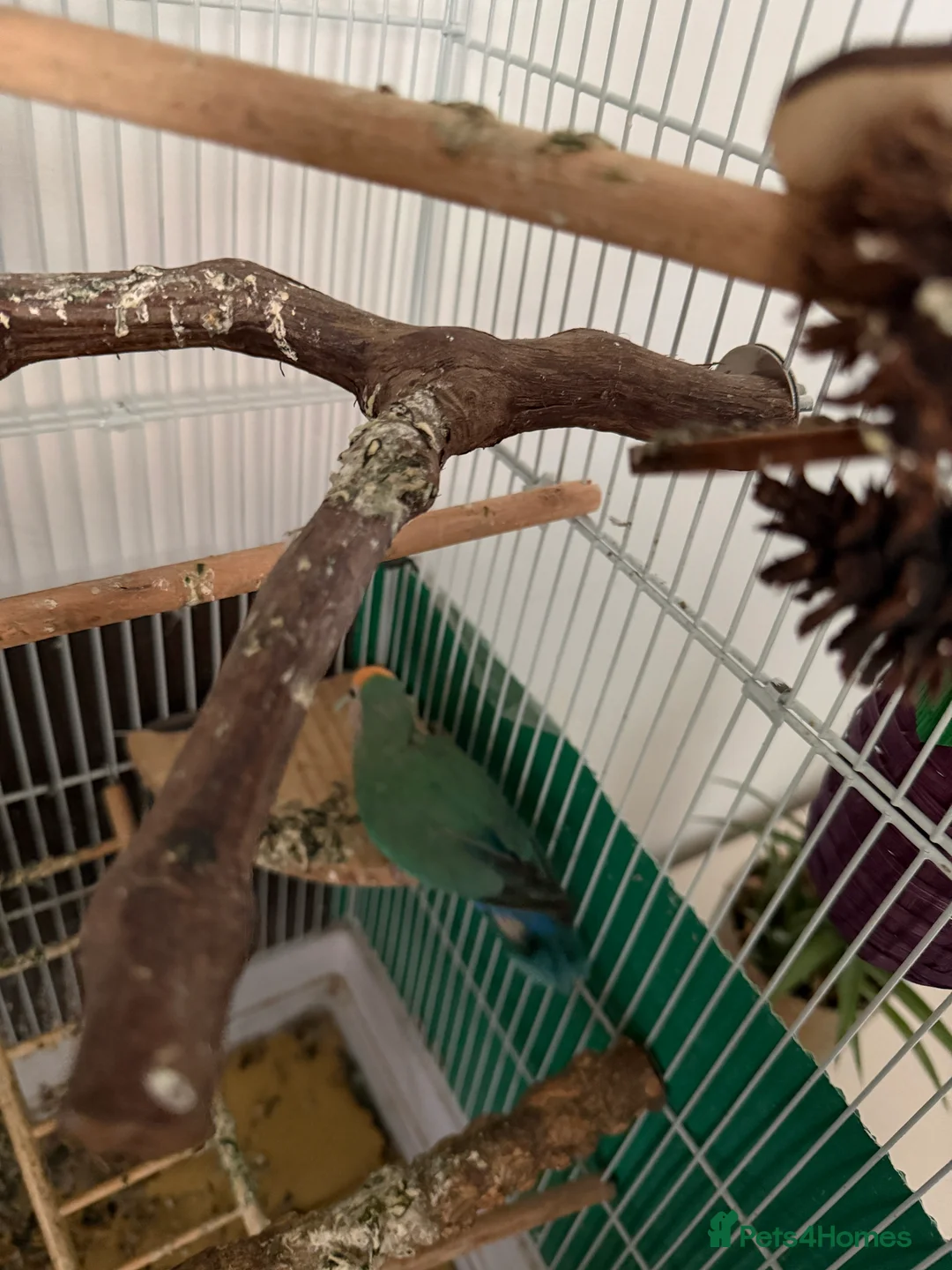 Lovebirds birds for sale: 2 lovebirds with cage and accessories  in Trowbridge - Advert 2