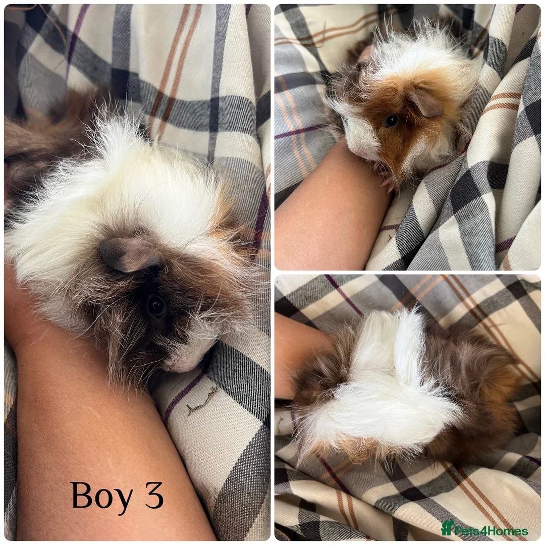 Guinea Pig rodents for sale: 3 boy guinea pigs  - Advert 3