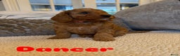 Cavapoo dogs for sale: Beautiful F1B cavapoo “teddy bear” puppies  - Advert 6