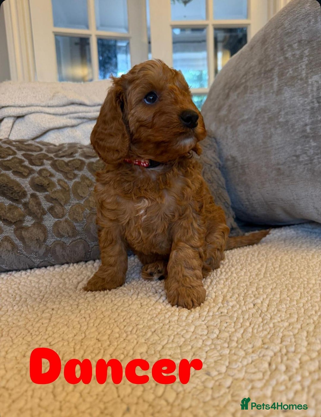 Cavapoo dogs for sale: Beautiful F1B cavapoo “teddy bear” puppies  - Advert 6
