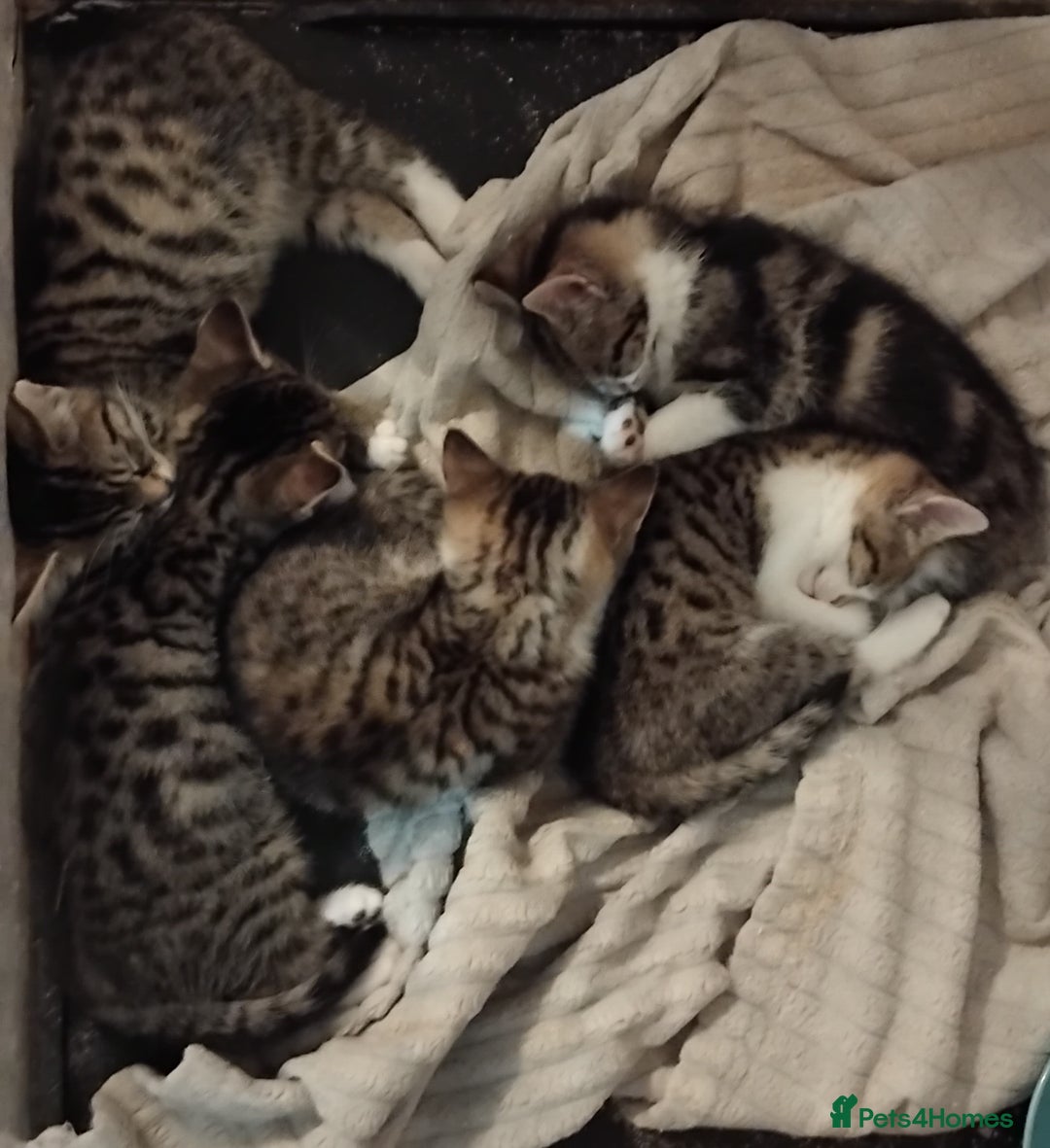 Mixed Breed cats for sale: Amazing kittens for sale  - Advert 27