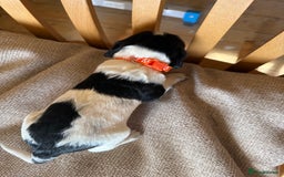 Cocker Spaniel dogs for sale: Working Cocker Spaniel Puppies  - Image 21
