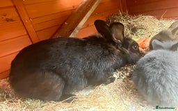 Mini Lop rabbits for sale: A Mix of Mini lop and Mini Lion Lop - Image 22